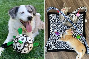 Dog with a soccer ball toy and two cats lounging on a patterned pet bed