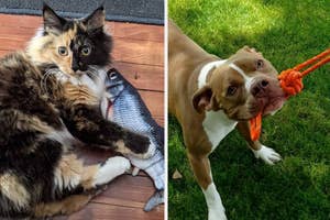 Two pets: a cat with a fish and a dog with a tug-o-war toy