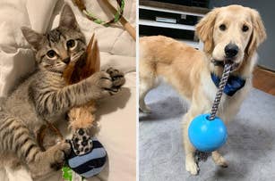 Kitten playing with a leaf, golden retriever holding a blue toy; promoting pet products for indoor play