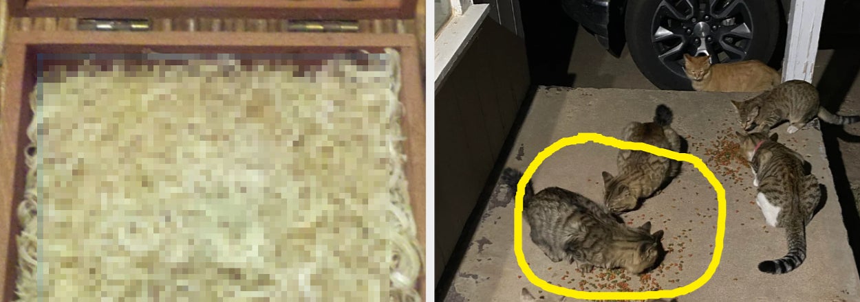 A collage of two images showing a drawer full of nail clippings and a group of cats by a doorstep with overlaid text summarizing bizarre tenant habits