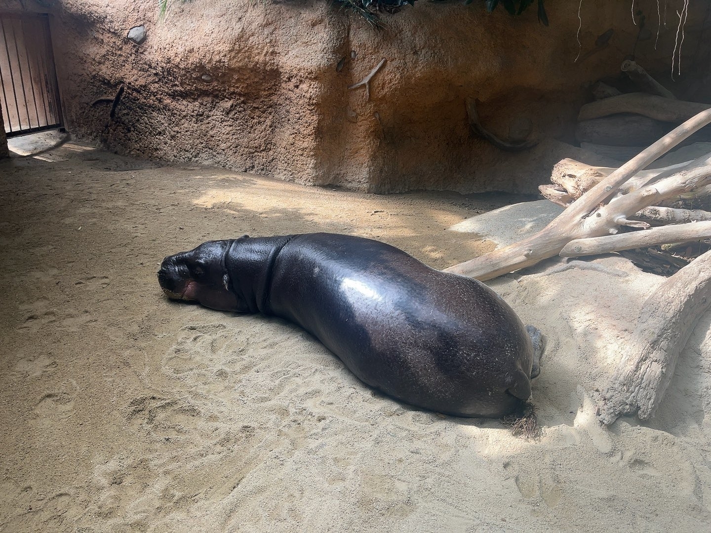 ダニー・チャンさんのXより ナスに見えるタムタム君