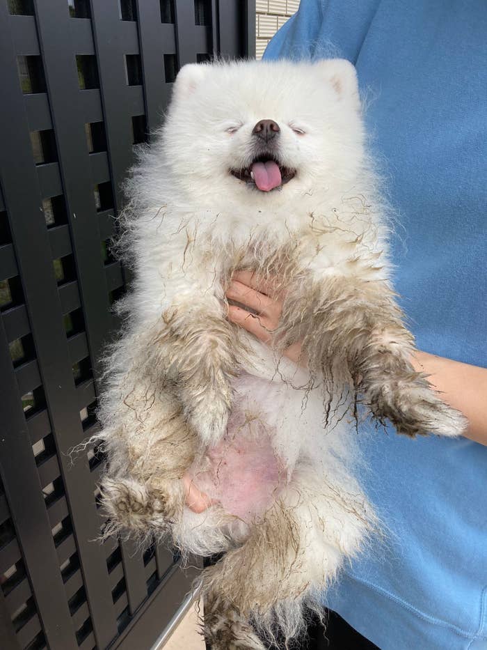 人が抱えている白い毛むくじゃらの犬がカメラに向かって舌を出しています。