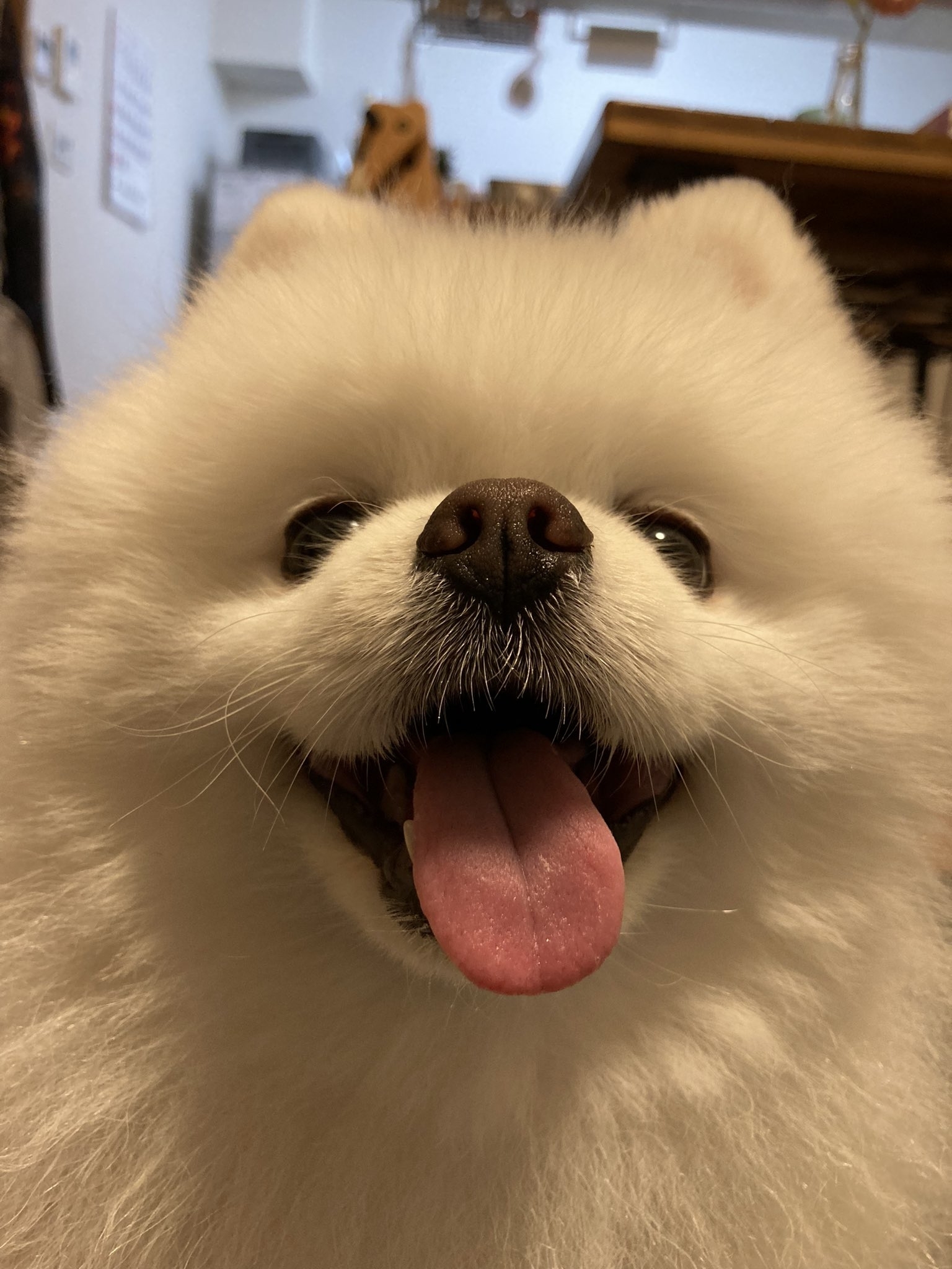 カメラに向かって舌を出している白いポメラニアン犬の顔のクローズアップです。