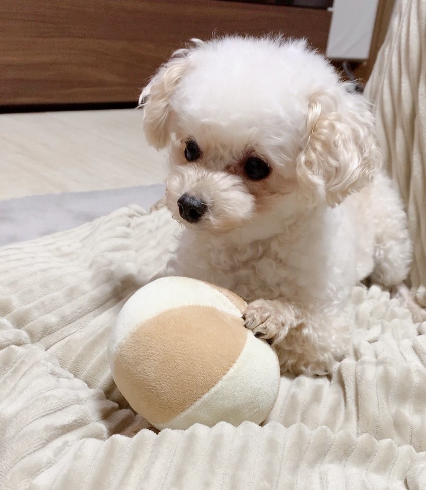 犬がおもちゃを持ってベッドの上に座っている。