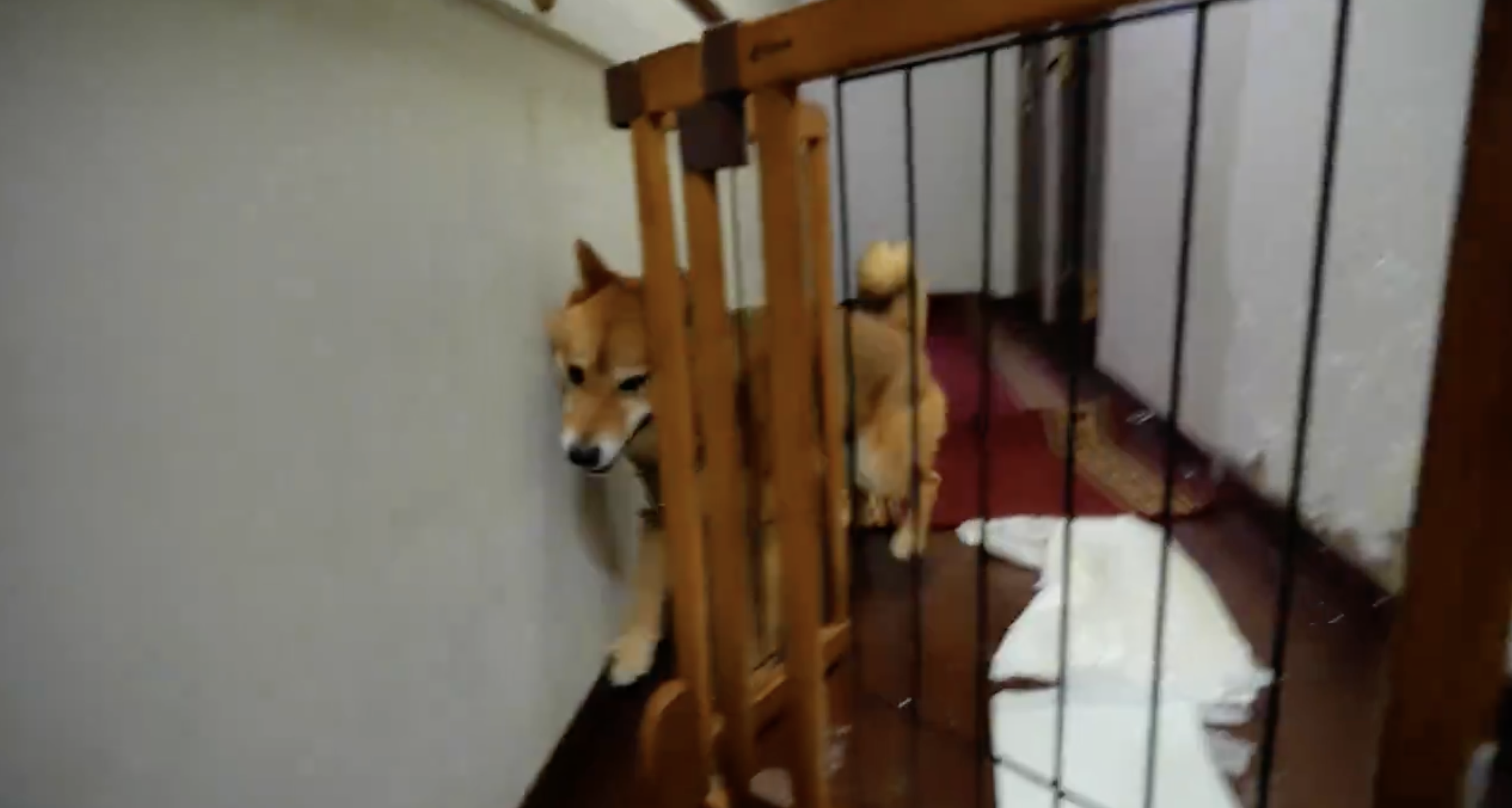 犬が木製のベビーゲートを乗り越えようとしている家の廊下。
