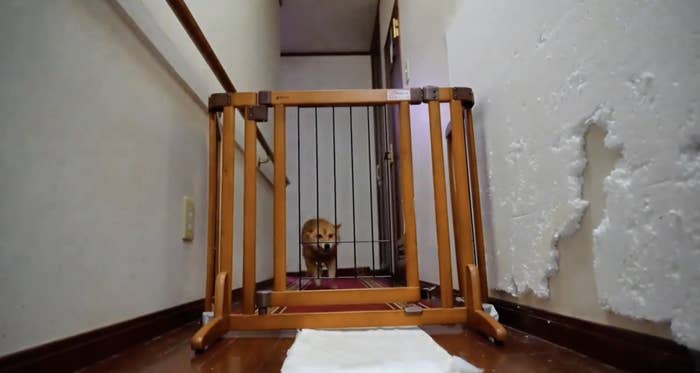 犬が木製のゲートの向こうに座っている家の廊下。