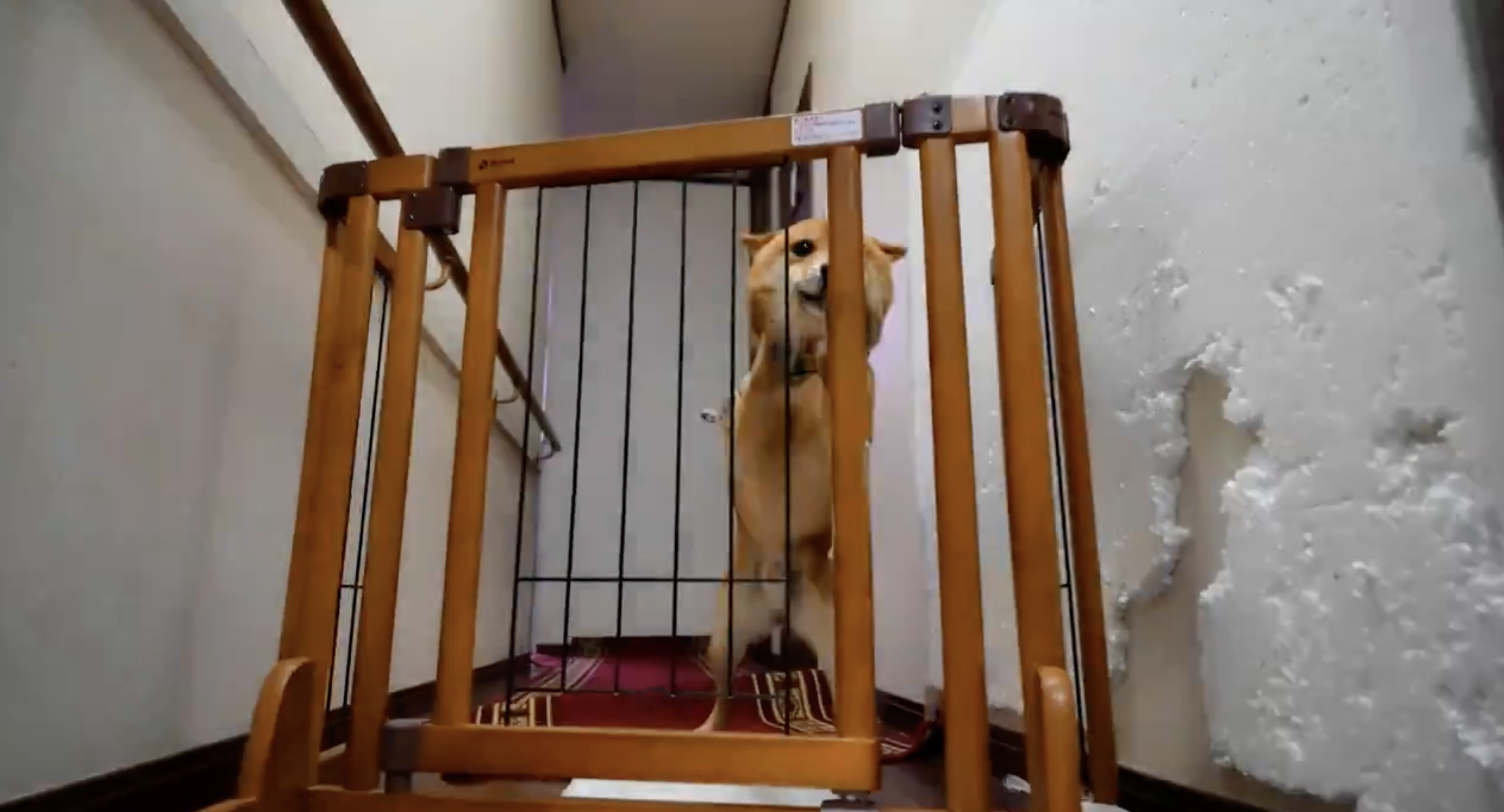 犬が木製のゲートの向こう側に立っている。