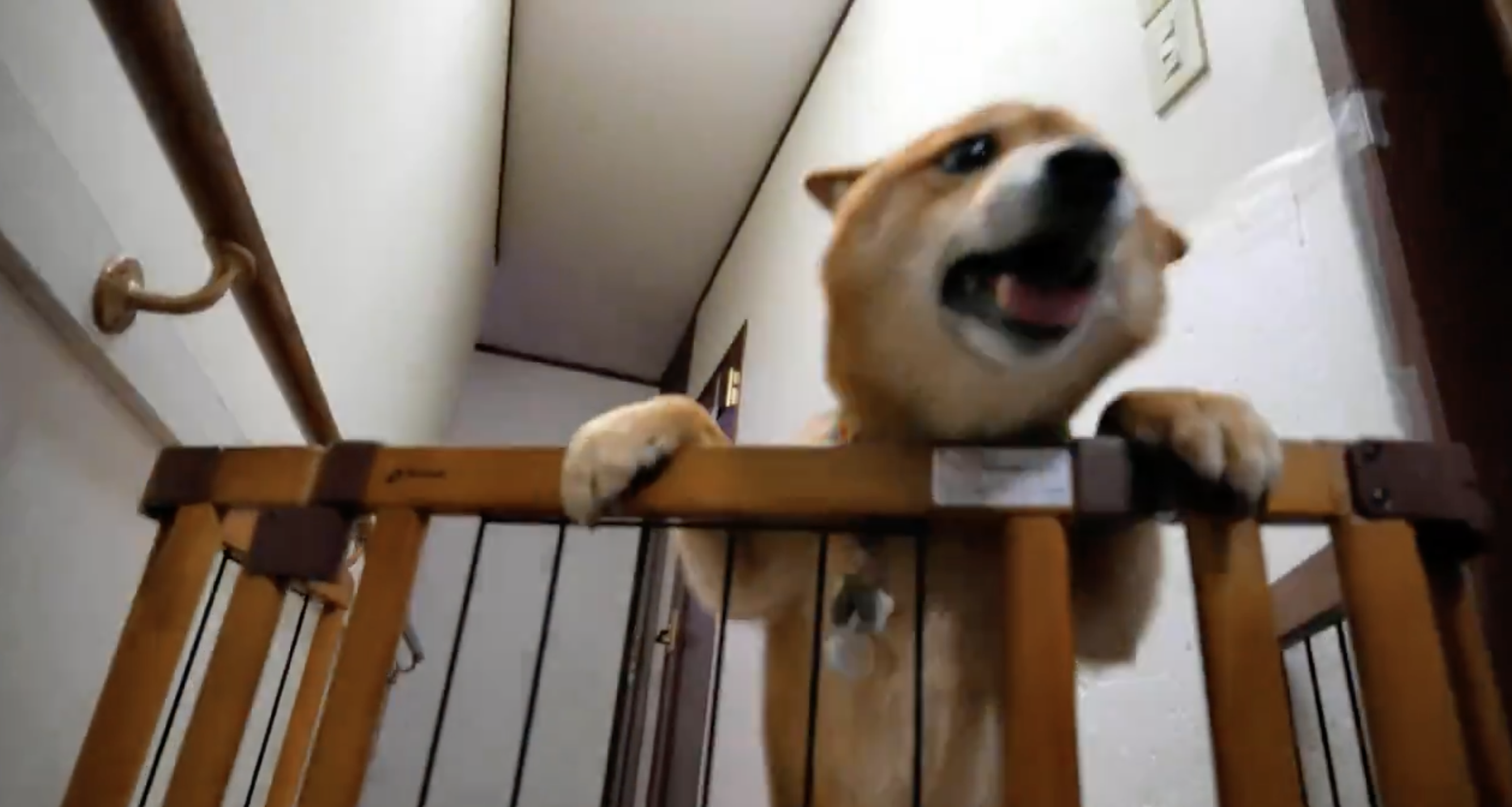 柵に前足をかけて立つシバ犬。