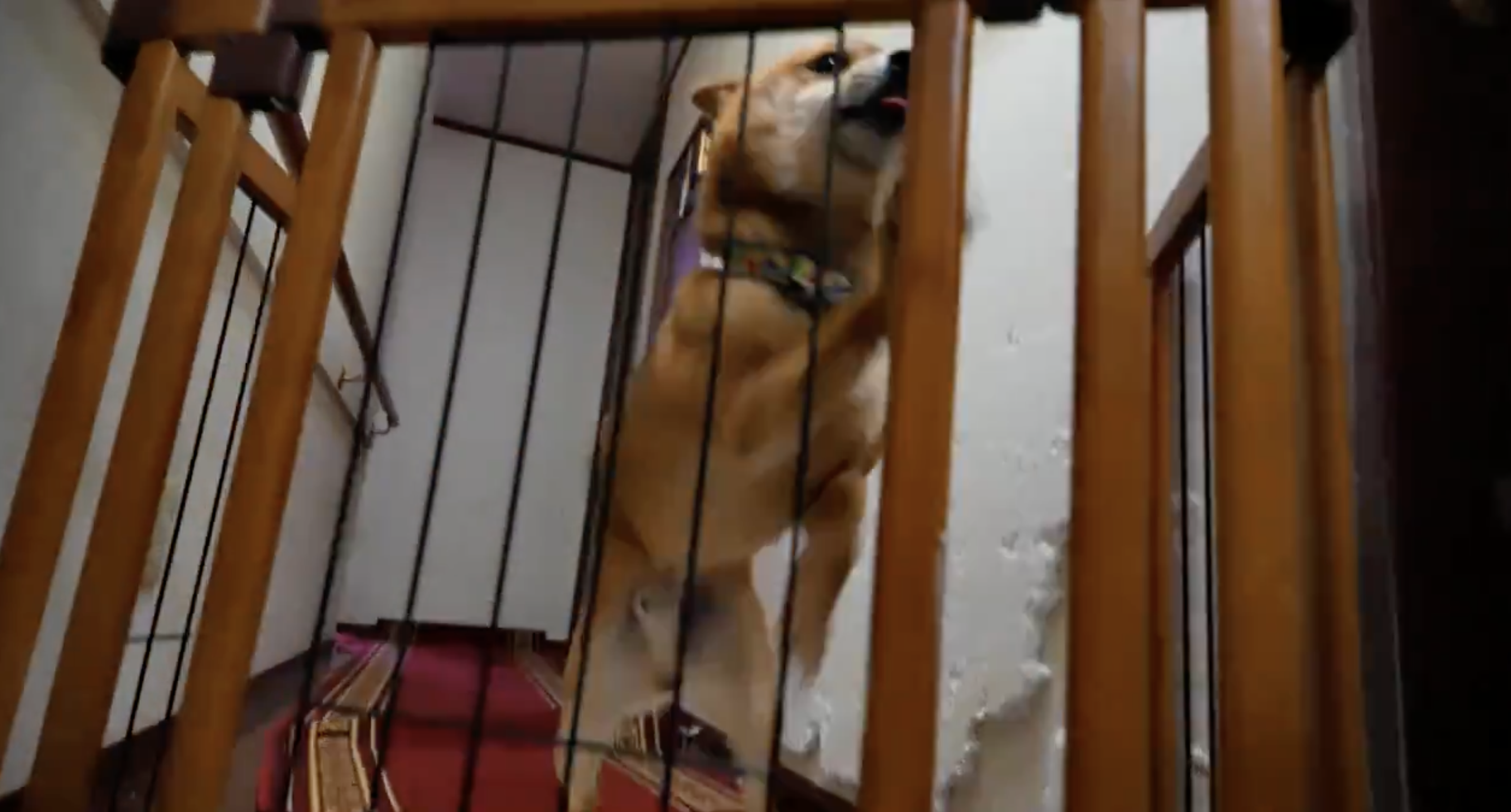 ベビーゲートの前に立つ柴犬。