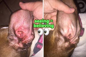 reviewer showing inside dog's red, inflamed ear / after using treatment, ear is healthy again with no signs of redness of inflammation
