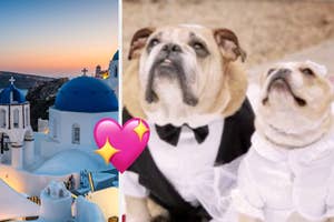 Two bulldogs dressed as a bride and groom, split image with a romantic sunset backdrop
