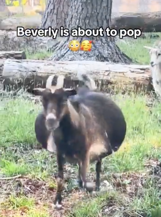A pregnant goat named Beverly walking in a field with text overlay &quot;Beverly is about to pop&quot; with surprised emojis