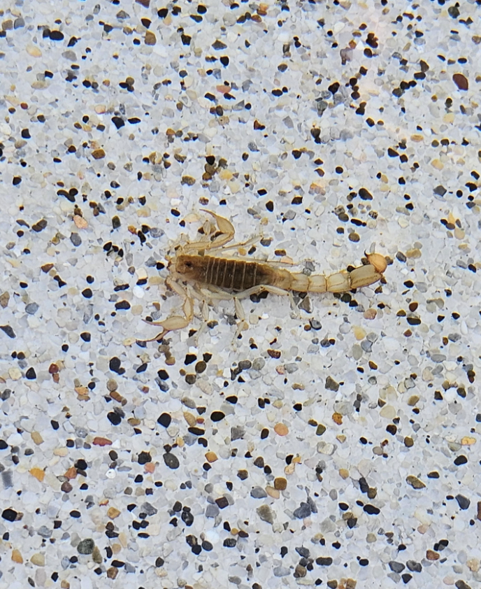 Close-up of a scorpion on a speckled sandy surface