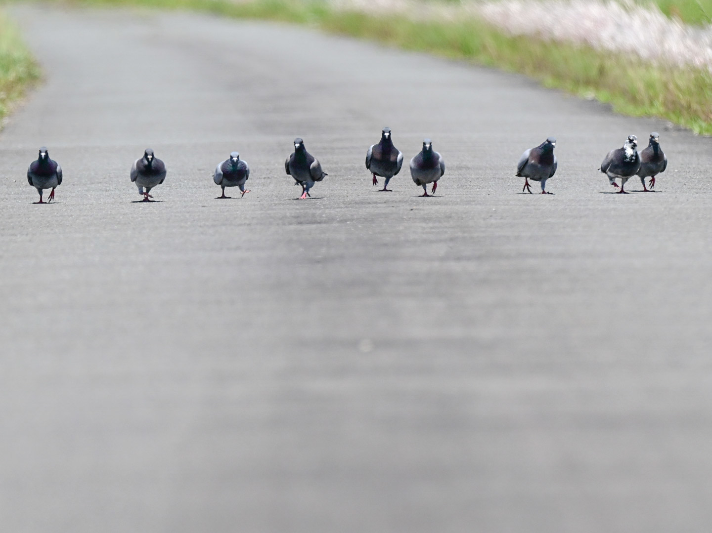 ハトメン歩き / まるちーさんのXより