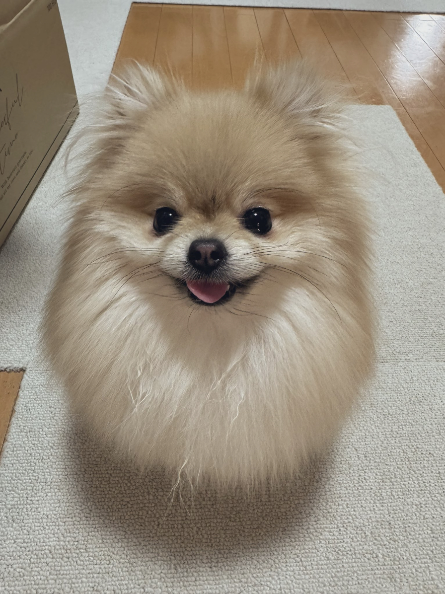ふさふさの毛を持つ小さなポメラニアンがカメラを見つめています。