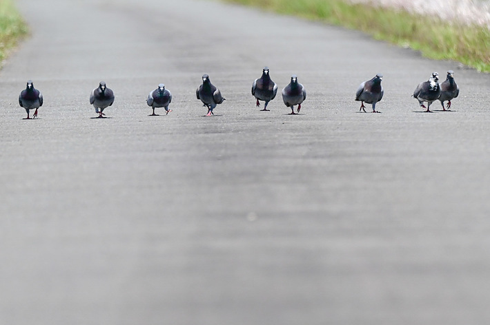 Gメン歩きをするポッポ軍団 / まるちーさんのXより