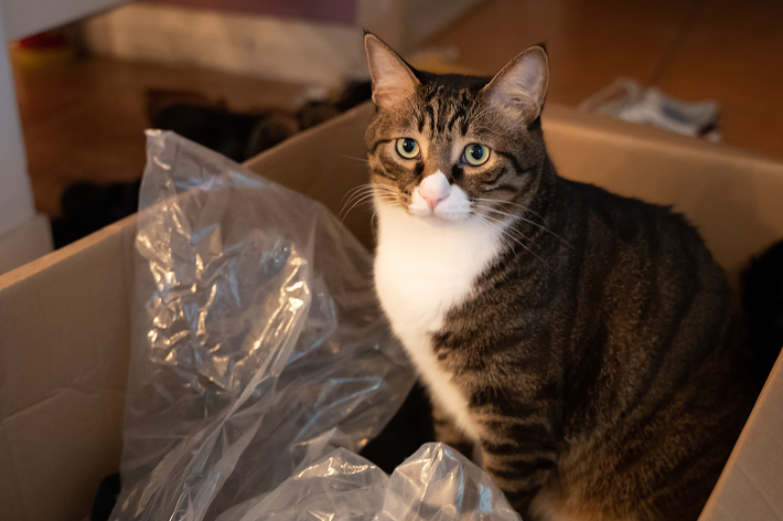 箱の中に座っている猫。