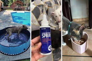 Dog wading in pool, another with hydrocortisone spray for skin relief