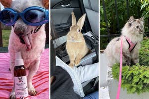 Three pets with accessories: a dog in goggles, a rabbit in a car seat, and a cat on a harness outdoors