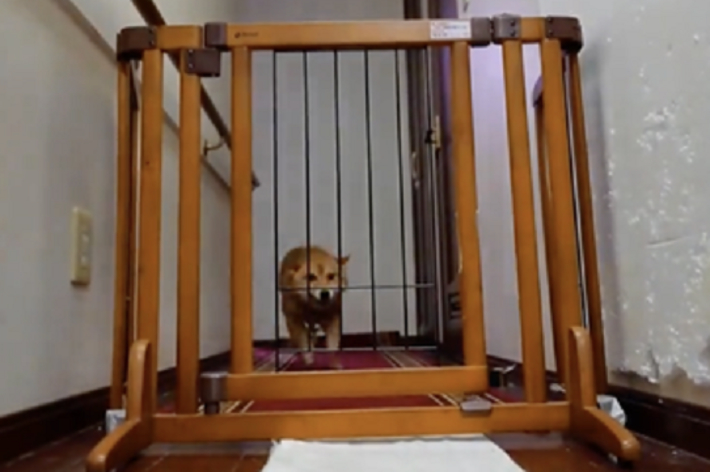 犬が木製のゲートの後ろで座っている。