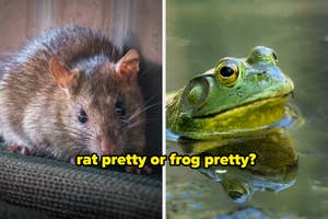 A close-up of a rat on the left and a frog in water on the right with the text "rat pretty or frog pretty?" overlaid