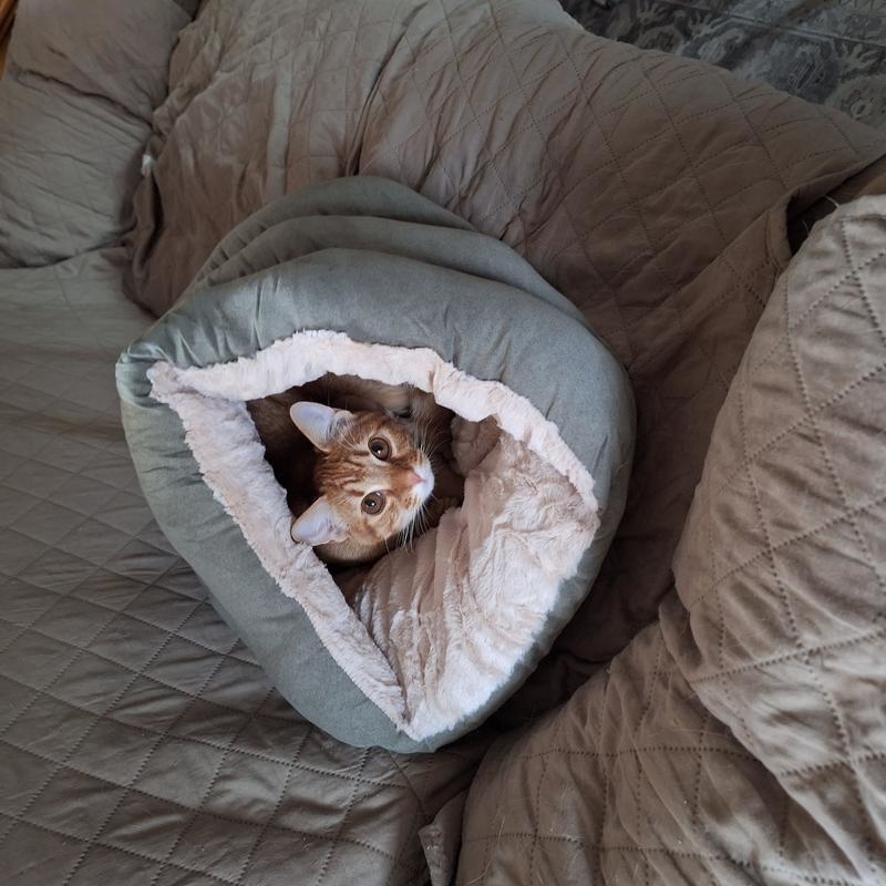 A cat peeking out from a cozy pet bed on a quilted blanket