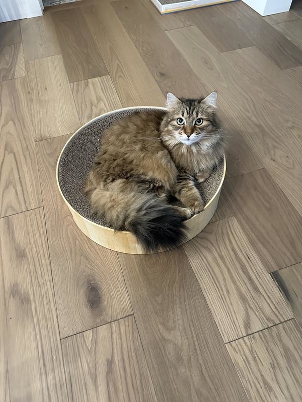 A fluffy cat sitting inside a round scratcher on a wooden floor