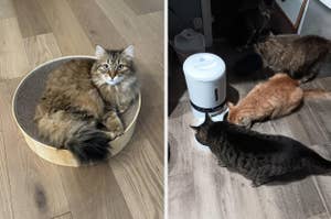 Two images: Left shows a fluffy cat sitting in a round bed. Right shows three cats around an automatic feeder