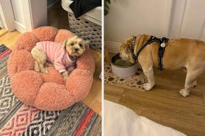 A small dog in a pink sweater is lying on a plush bed. Another dog in a harness is drinking water from a bowl