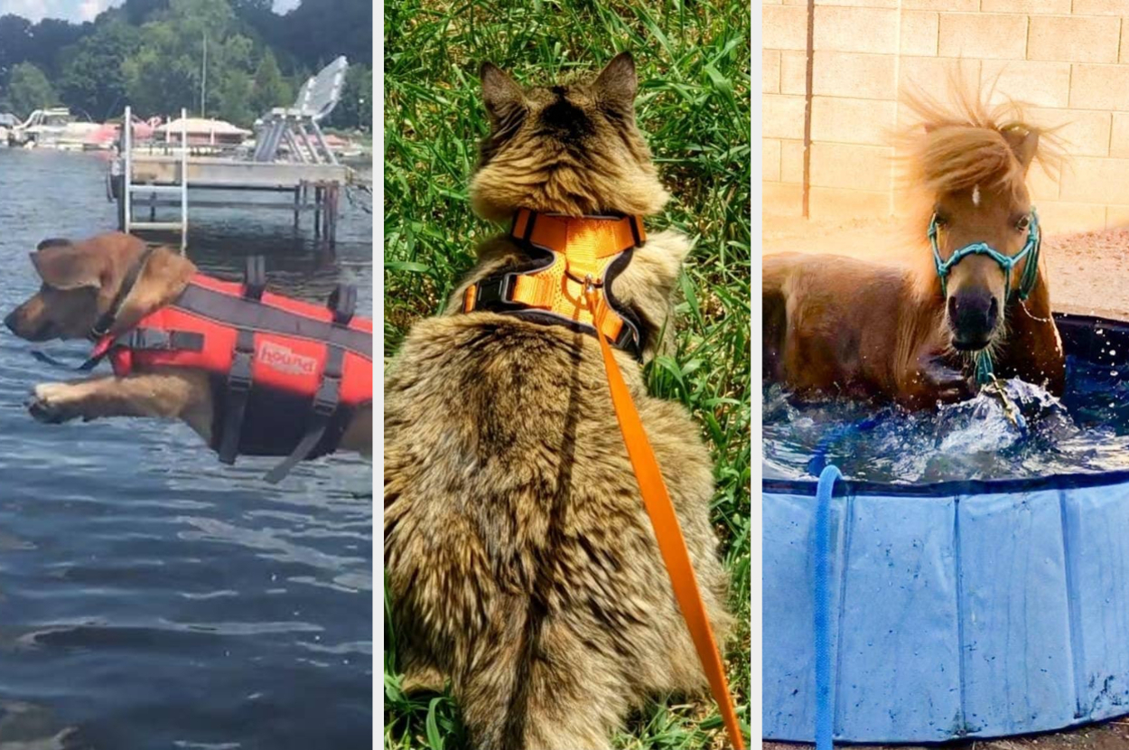Two dogs wearing life jackets; one diving into water, the other resting on grass