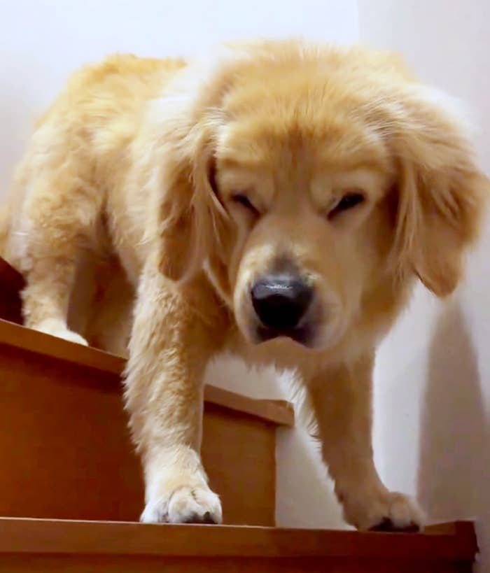 階段を下りるゴールデンレトリバーのびすけくん