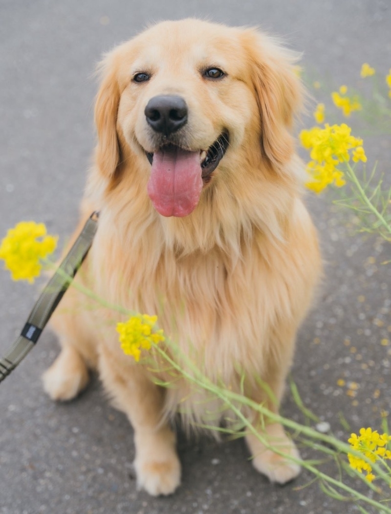 散歩中に笑みを浮かべるゴールデンレトリバーのびすけくん