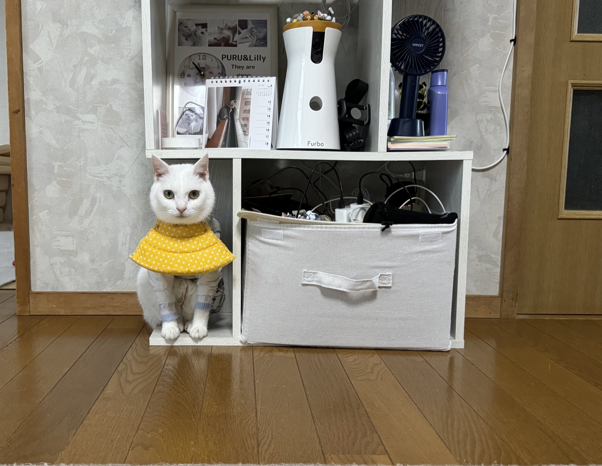 黄色いカラーを付けた白色の猫リリーちゃんが棚に収まっている様子
