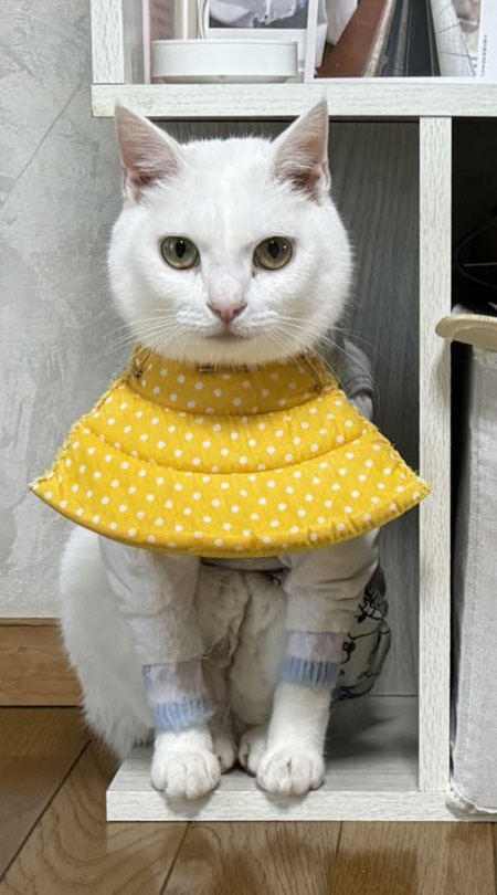 黄色いカラーを付けた白色の猫リリーちゃんが棚に収まっている様子トリミングアップ