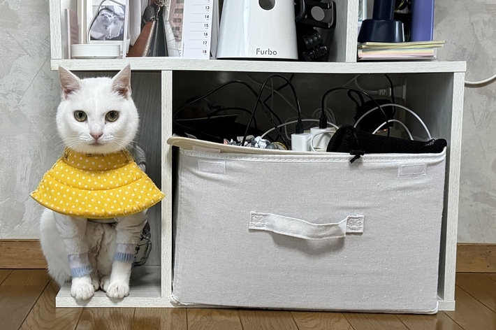 黄色いカラーを付けた白色の猫リリーちゃんが棚に収まっている様子