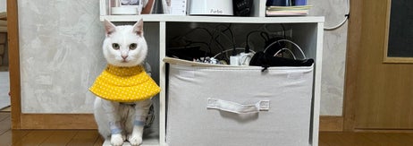 黄色いカラーを付けた白色の猫リリーちゃんが棚に収まっている様子