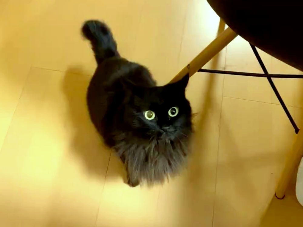 カメラを見つめるうにちゃん