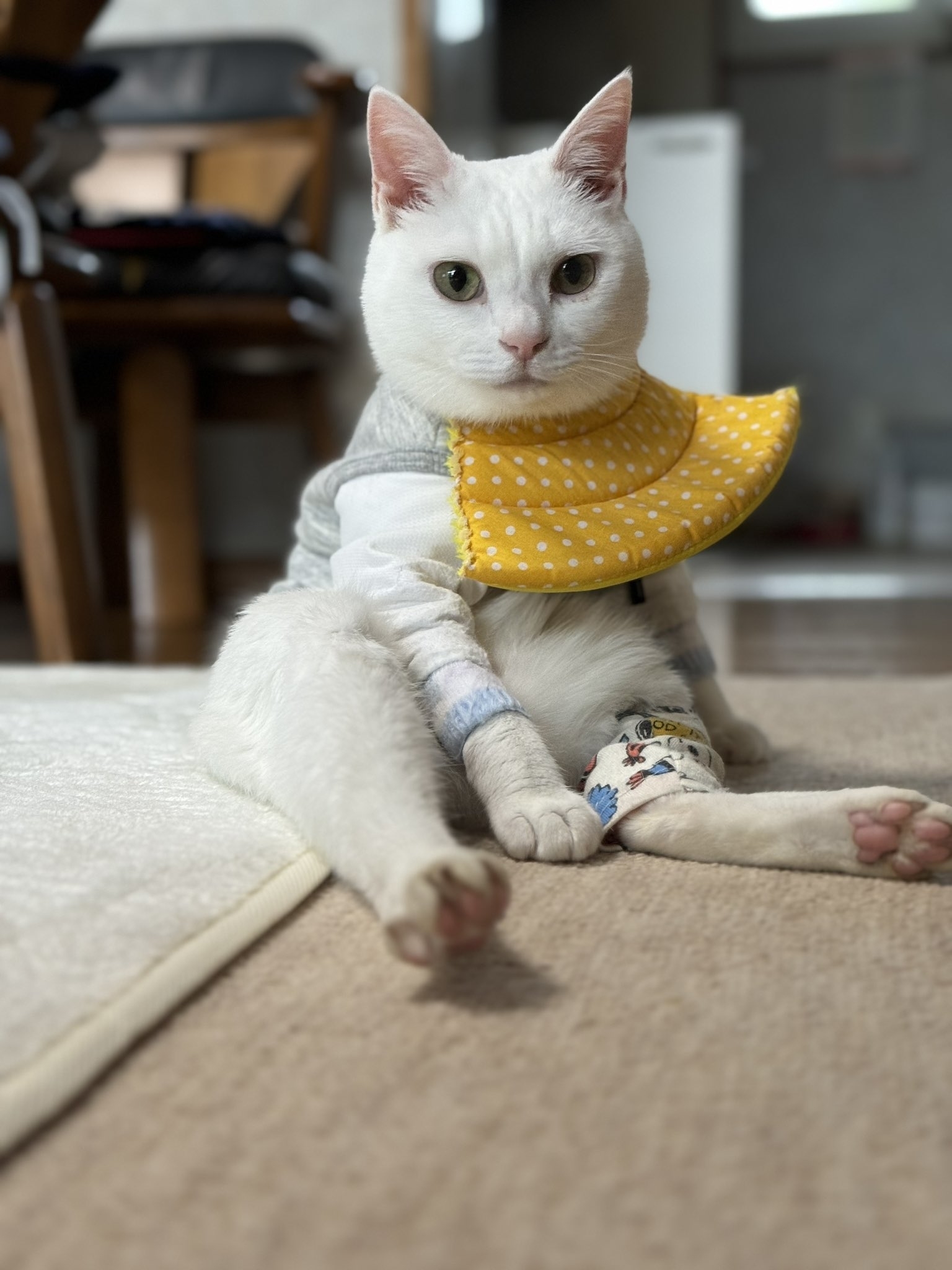 黄色いエリザベスカラーを付けて座る白色の猫リリーちゃん