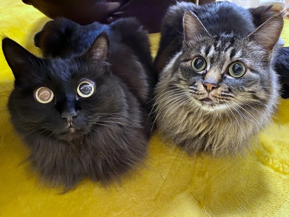 仲良く寄り添ううにちゃん(左)としゃけくん(右)