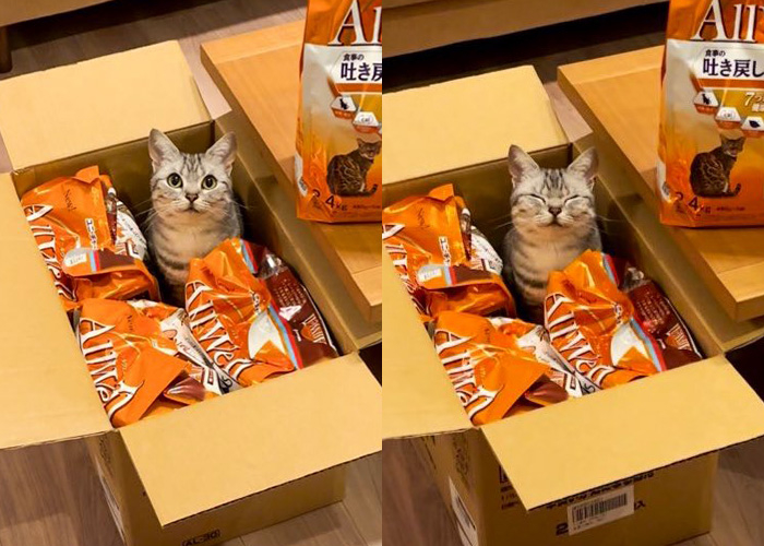 キャットフードに囲まれたあんこくんの表情ビフォーアフター