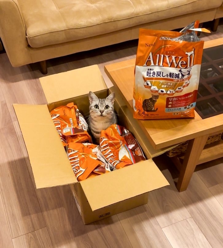 箱に入ったキャットフードの間にいるアメリカンショートヘアのあんこくん