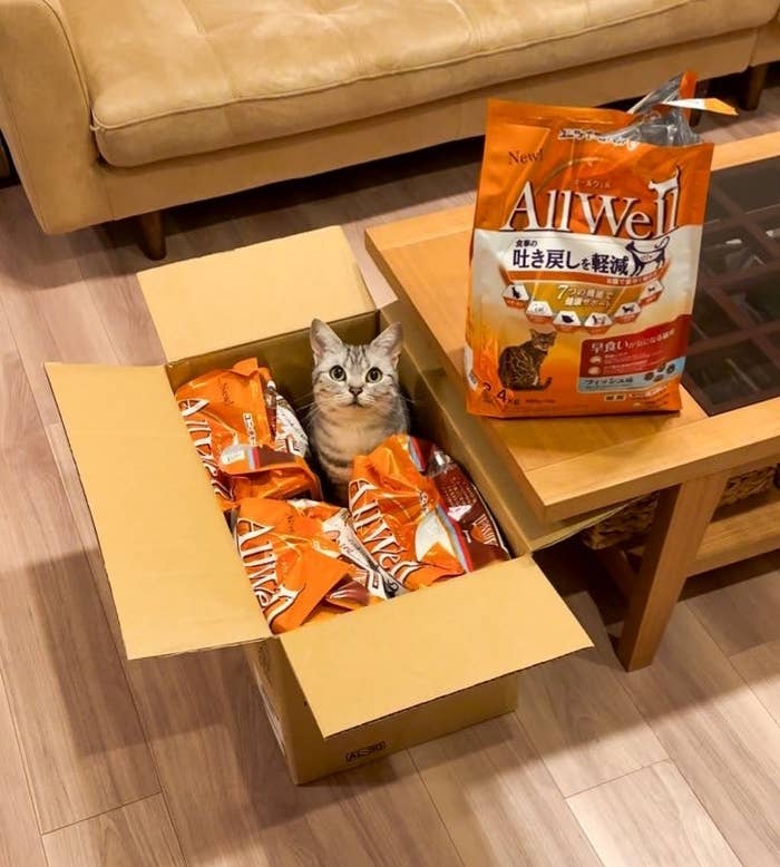 箱に入ったキャットフードの間にいるアメリカンショートヘアのあんこくん