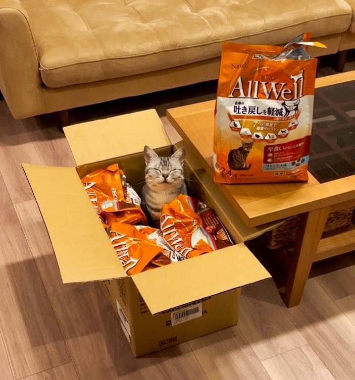 箱に入ったキャットフードの間で笑顔なアメリカンショートヘアのあんこくん