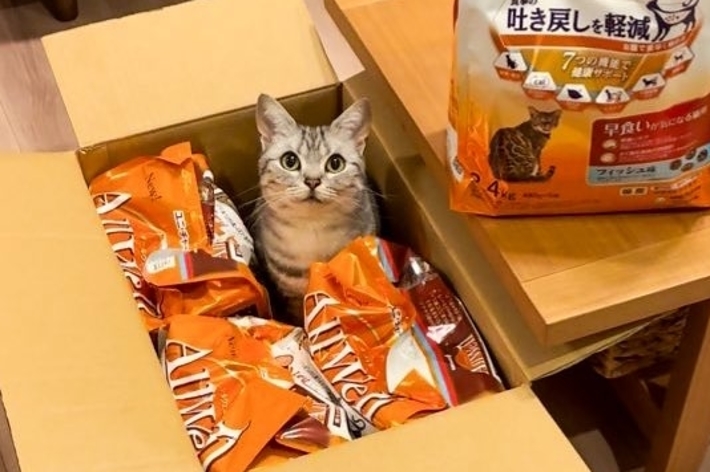 箱に入ったキャットフードの間にいるアメリカンショートヘアのあんこくん