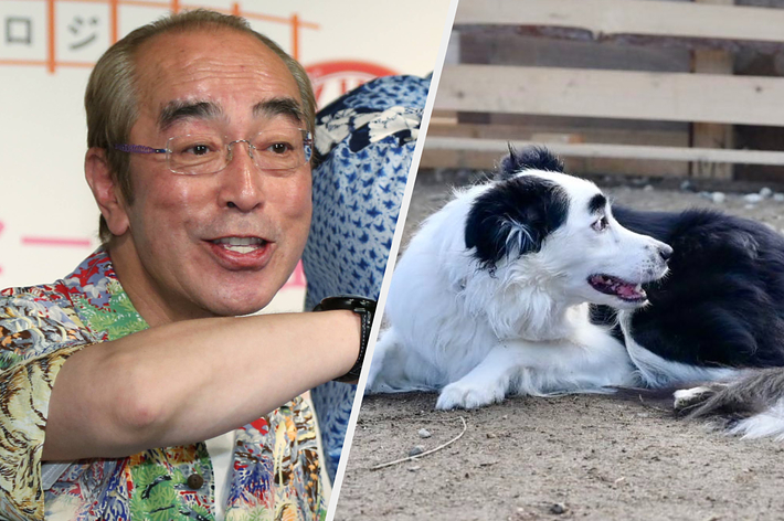 志村けんさん(時事通信)/マロくんの飼い主さん(@Marlowe_maro)のXより