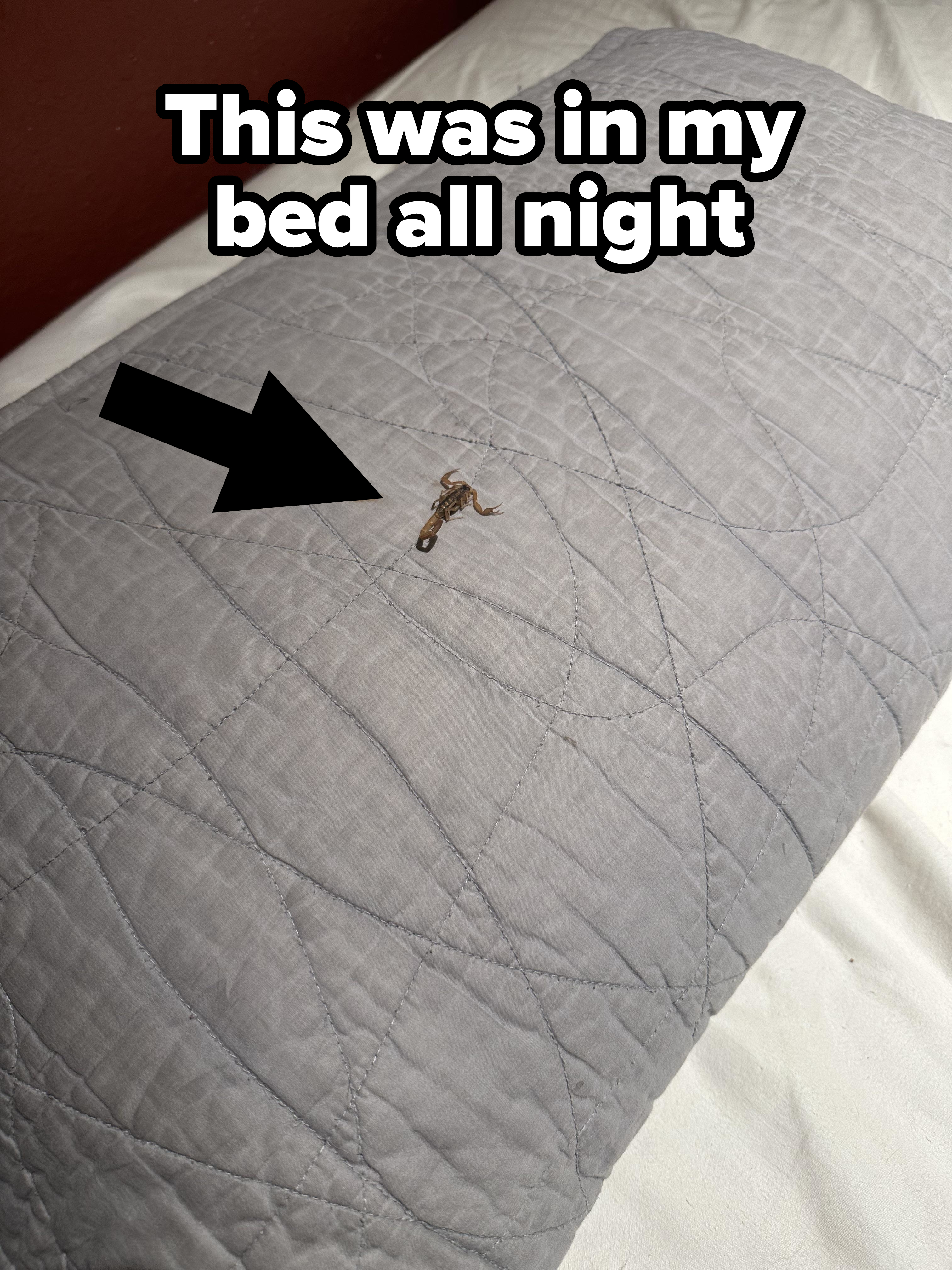 A small scorpion is on a gray quilted blanket placed on a white sheet