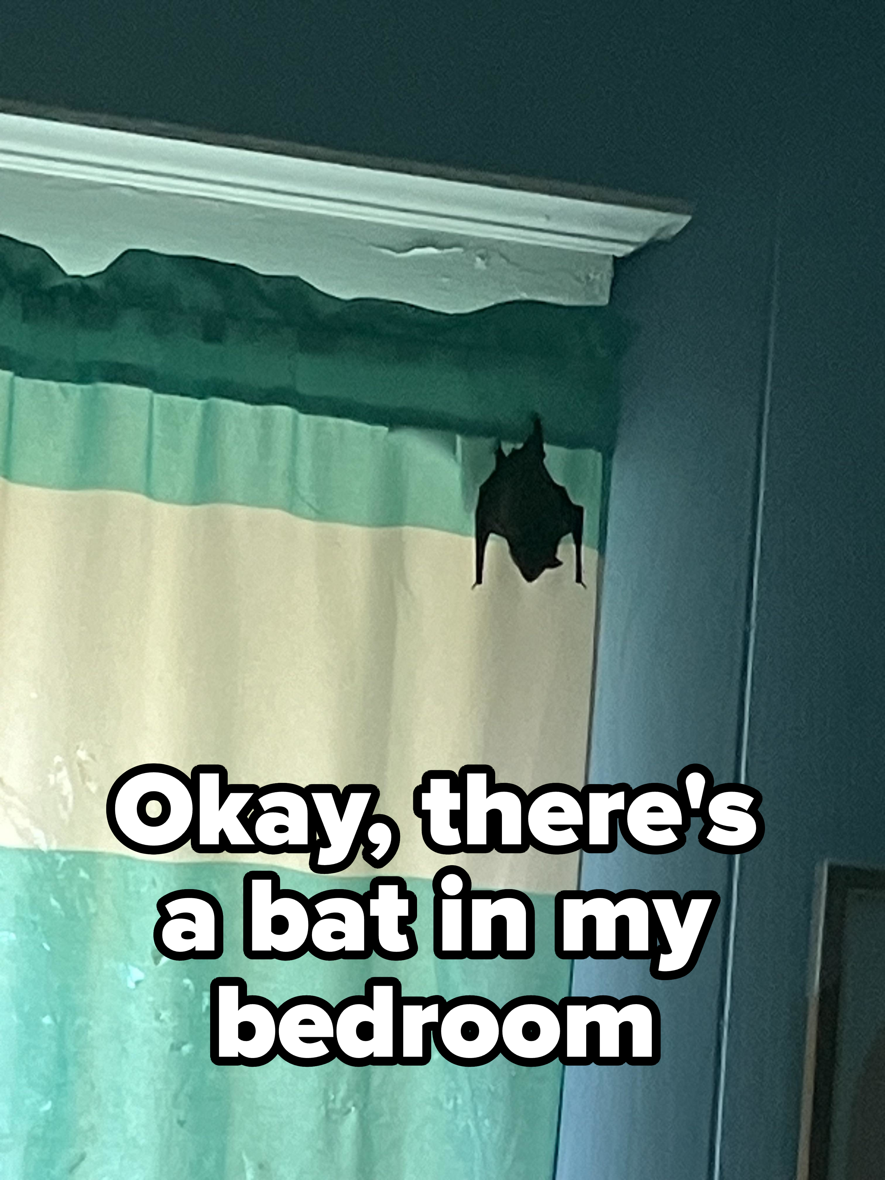 A bat is hanging upside down from the top of a curtain, adjacent to a wall and ceiling inside a room