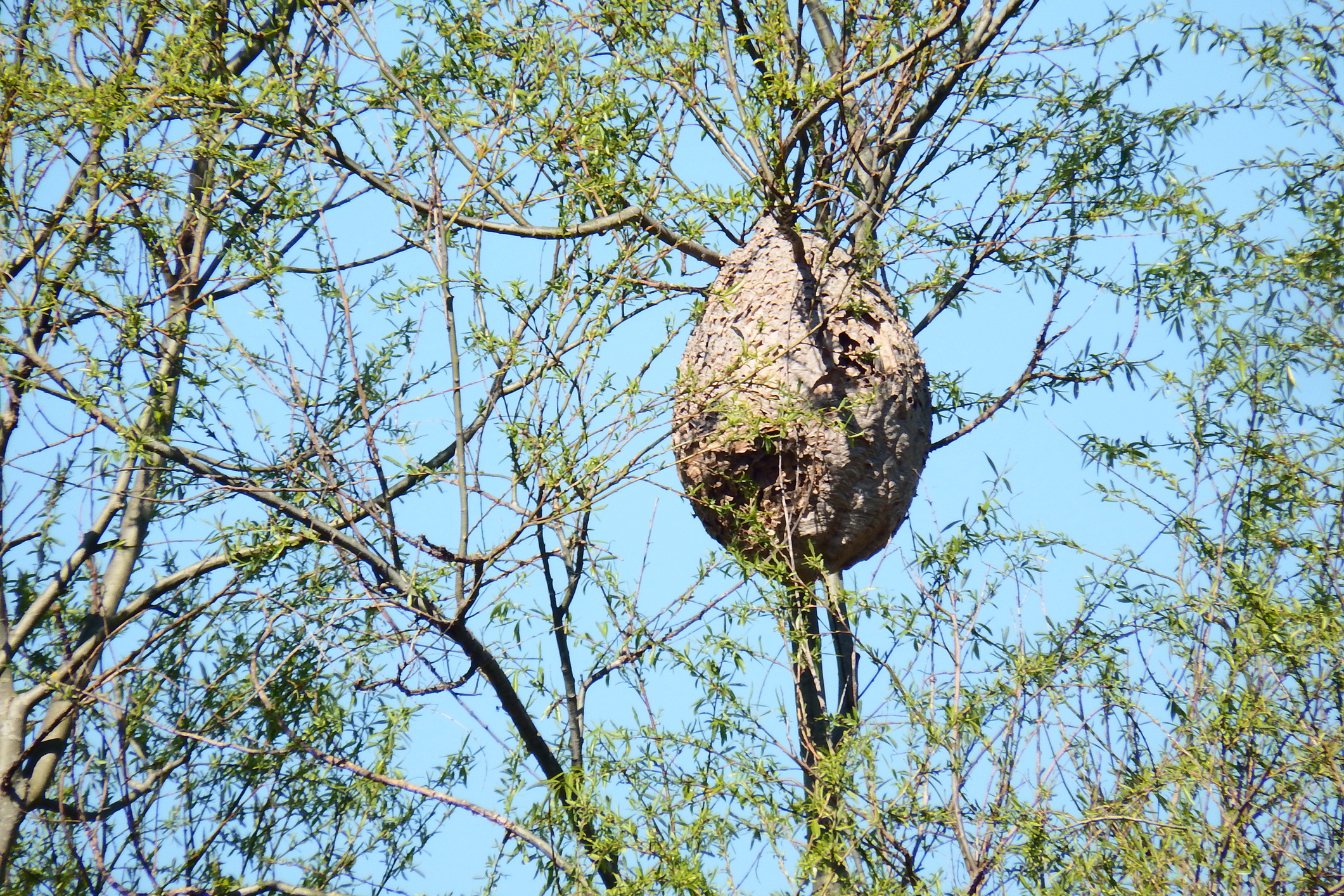 A large wasp nest hanging from a tree branch in daylight