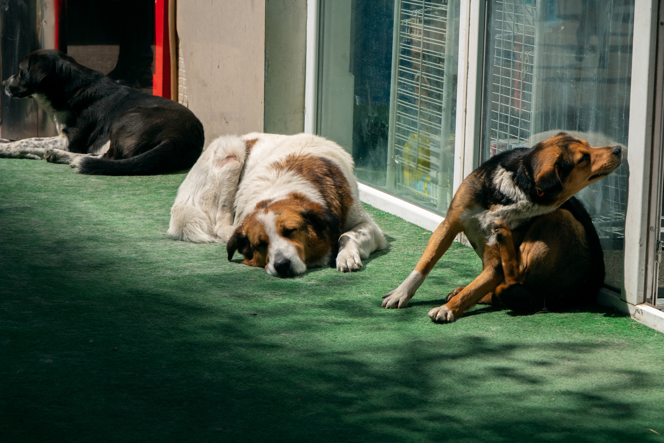 Three dogs lounging on the floor with one scratching its ear