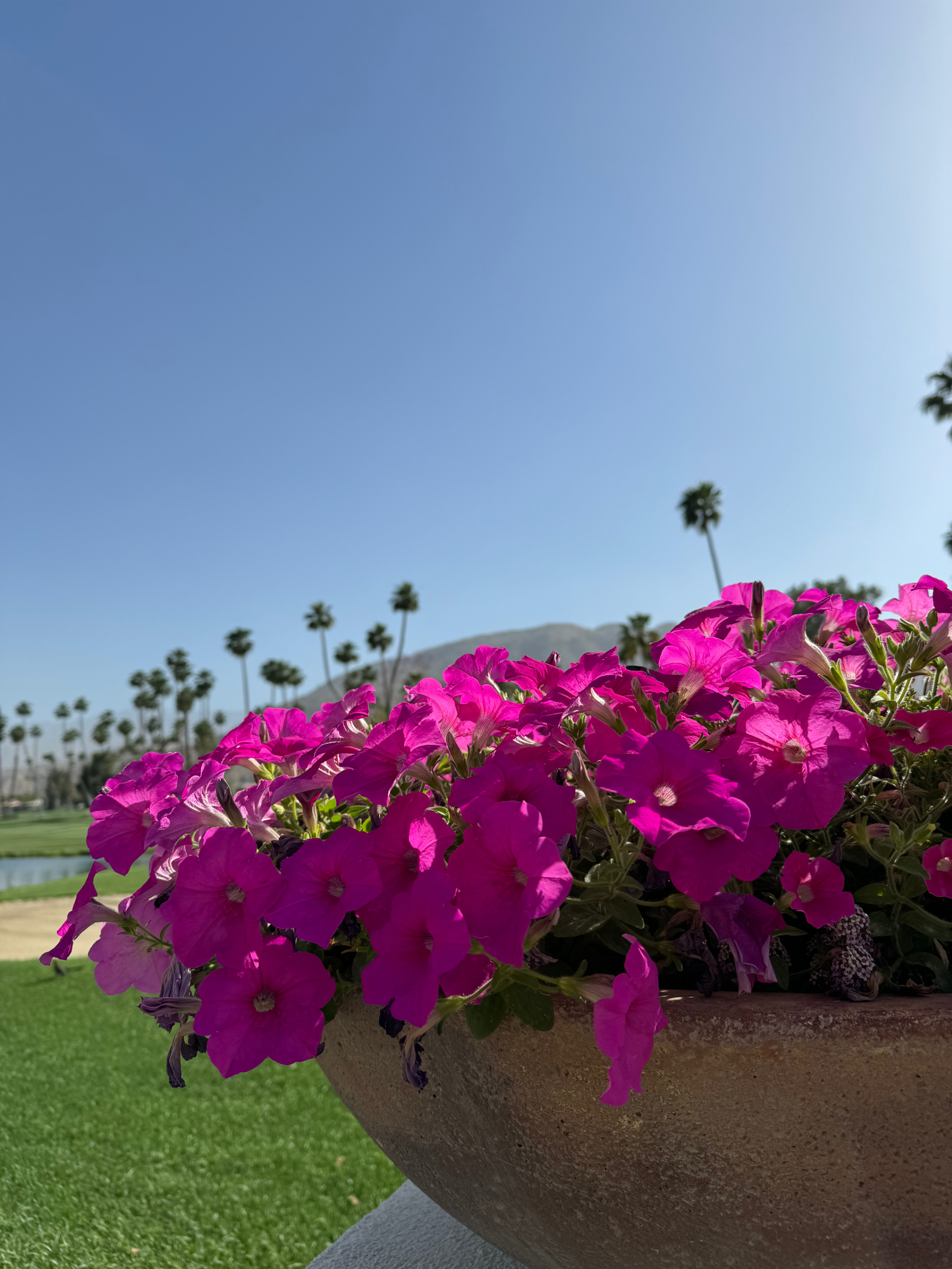 Brightly blooming flowers in a planter with palm trees and a clear sky in the background, suggesting a sunny travel destination